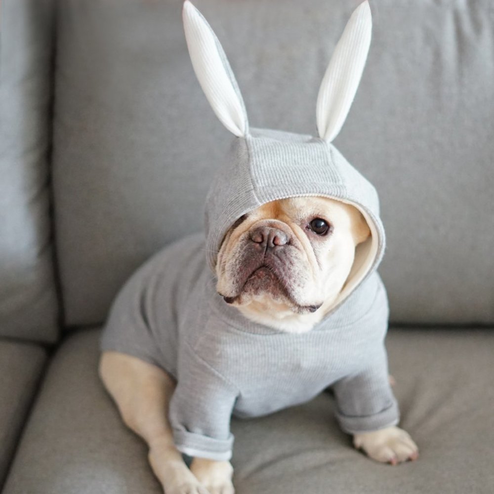 Grey Dog Hoodie with Bunny Ears / Small Dogs Sweater / Dog Sweatshirt